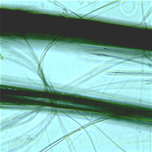 fibre